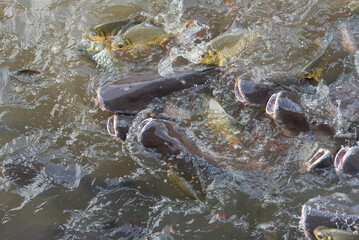 Crowd of many freshwater fish hungry such as catfish, snakehead fish, snake fish and other scramble for eat a food in river when feed