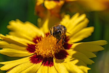 A Bee Busy Pollinating a Vibrant Yellow Flower Found in Natures Beautiful Landscape, Coreopsis,...