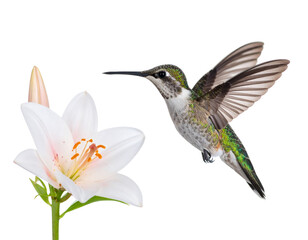 Fototapeta premium Firefly_A vibrant hummingbird gracefully flies towards a blooming flower on a white backgroun