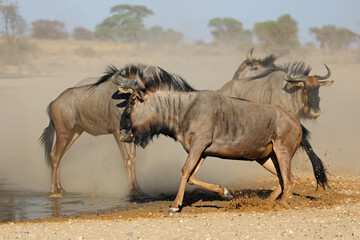 Blue wildebeest (Connochaetes taurinus) in dust at a waterhole, Kalahari desert, South Africa