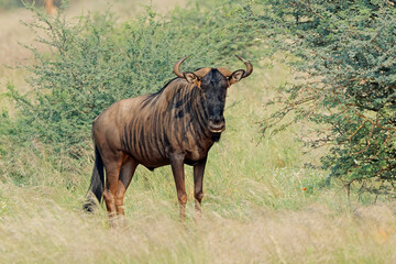 A blue wildebeest (Connochaetes taurinus) standing in natural habitat, South Africa