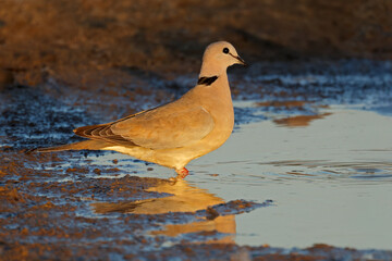 A Cape turtle dove (Streptopelia capicola) at a waterhole, Kalahari desert, South Africa