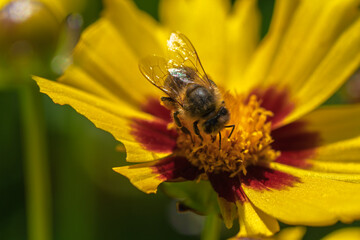 A Bee Busy Pollinating a Vibrant Yellow Flower Found in Natures Beautiful Landscape, Coreopsis,...