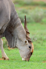 Portrait of a male eland antelope (Tragelaphus oryx) feeding in natural habitat, Mokala National Park, South Africa