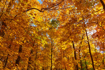 Bright color fall. Autumn season. Fall leaves change color. Nature fall weather. Autumn fresh air....