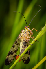 Macrophotography of a Scorpion Fly (Panorpa vulgaris) with natural background.