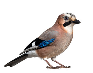 Firefly_Close-up of a Eurasian jay perched. PNG formaT  