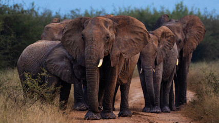 Elephant family in the wild © Gert