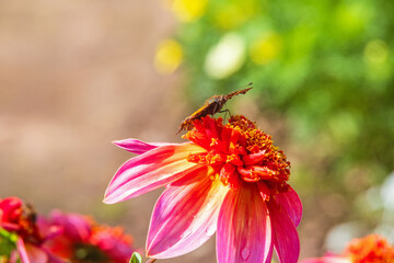 Close up at an comma butterfly on a Dahlia flower in bloom