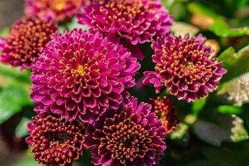 The Vibrant Purple Flowers Are Beautifully in Bloom, Showcasing Natures Colorful Wonder,...
