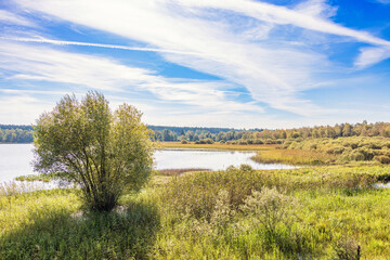 View at a lake shore with water plants a sunny day in late summer