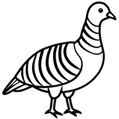 Monochrome Zebra Dove Line Drawing