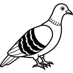 Monochrome Zebra Dove Line Drawing