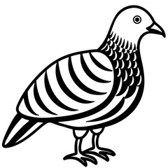 Monochrome Zebra Dove Line Drawing