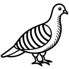 Monochrome Zebra Dove Line Drawing