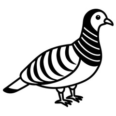Monochrome Zebra Dove Line Drawing