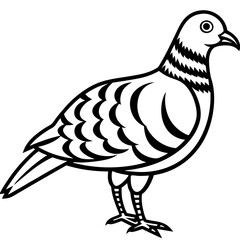 Monochrome Zebra Dove Line Drawing