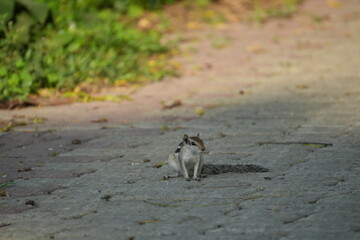 Squirrel on a paved path
