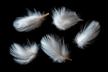 Obraz premium White feathers banner