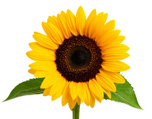 Obraz premium Firefly_Isolated Sunflower