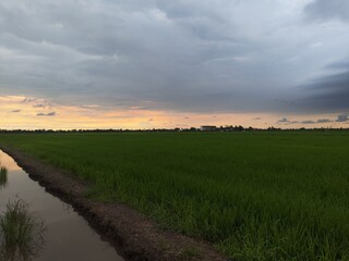 sunset over the field