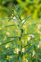 beautiful plants with blurry bokeh 
