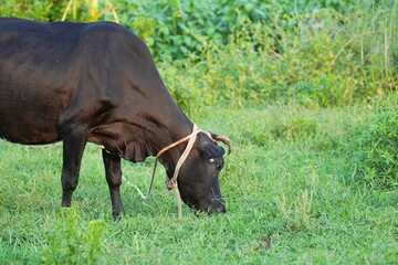 Black cow grazing in a green field
