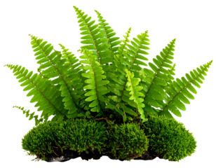 Firefly_PNG Rock moss fern plant.