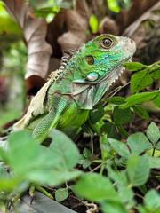 A green iguana with peeling skin on its back, showing its natural molting process, poses among green leaves on a blurred background.