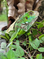 A green iguana with peeling skin on its back, showing its natural molting process, poses among green leaves on a blurred background.