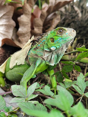 A green iguana with peeling skin on its back, showing its natural molting process, poses among green leaves on a blurred background.