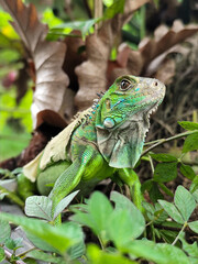 A green iguana with peeling skin on its back, showing its natural molting process, poses among green leaves on a blurred background.