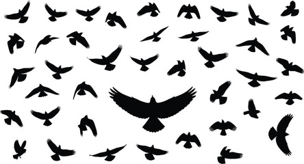Silhouette of many birds flying in different directions on white background