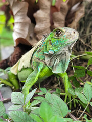 A green iguana with peeling skin on its back, showing its natural molting process, poses among green leaves on a blurred background.