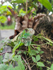 A green iguana with peeling skin on its back, showing its natural molting process, poses among green leaves on a blurred background.