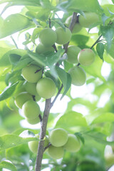 やさしい光と梅の実