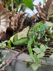 A green iguana with peeling skin on its back, showing its natural molting process, poses among green leaves on a blurred background.