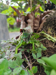 A green iguana with peeling skin on its back, showing its natural molting process, poses among green leaves on a blurred background.