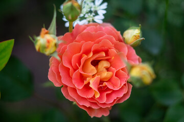 オレンジのバラの花