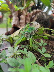 A green iguana with peeling skin on its back, showing its natural molting process, poses among...