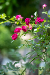 ピンクのバラの花