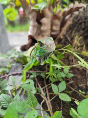 A green iguana with peeling skin on its back, showing its natural molting process, poses among...