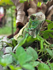 A green iguana with peeling skin on its back, showing its natural molting process, poses among green leaves on a blurred background.