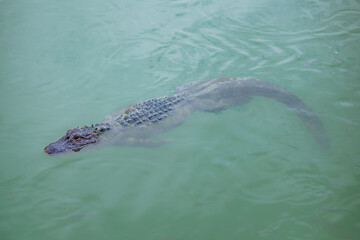 Very dangerous animal Chinese alligator close-up