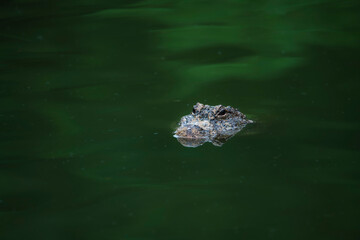 Very dangerous animal Chinese alligator close-up