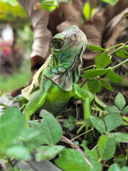 A green iguana with peeling skin on its back, showing its natural molting process, poses among green leaves on a blurred background.