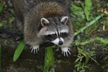 Obraz premium a fat raccoon standing on the ground looking around