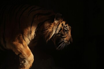 Sumatran tiger steps in the spotlight
