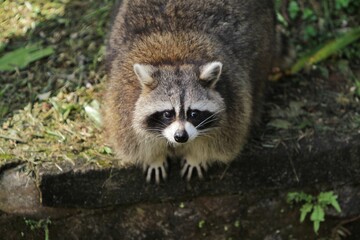 a fat raccoon standing on the ground looking around
