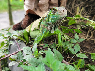 A green iguana with peeling skin on its back, showing its natural molting process, poses among green leaves on a blurred background.